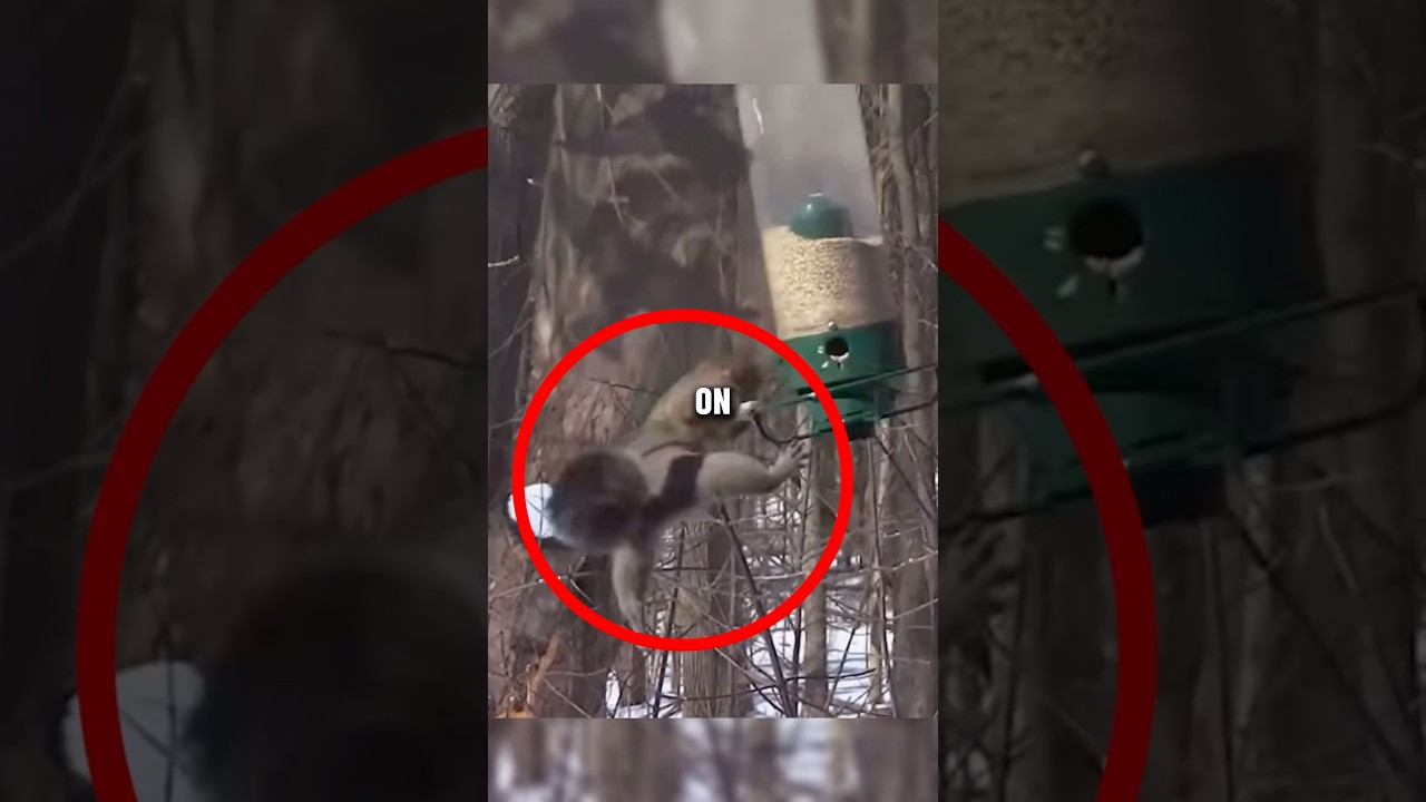 Squirrel falls and gets dizzy 😂😭