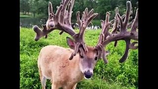 立派すぎる……！ 遠目でもわかるほどすごいツノを持つオス鹿に度肝を