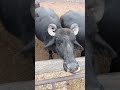 buffalo farming, buffalo talaab, buffalo cartoon, bhains wala cartoon,#cows #animals #buffalo