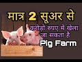Pig Farm मात्र दो सूअर की मदद से आप करोड़ों रुपए में खेल सकते हैं इन्हें पाल कर हर कोई बन रहा लखपति
