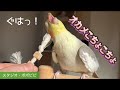 オカメこちょこちょ　#オカメインコ　#セキセイインコ　#コザクラインコ