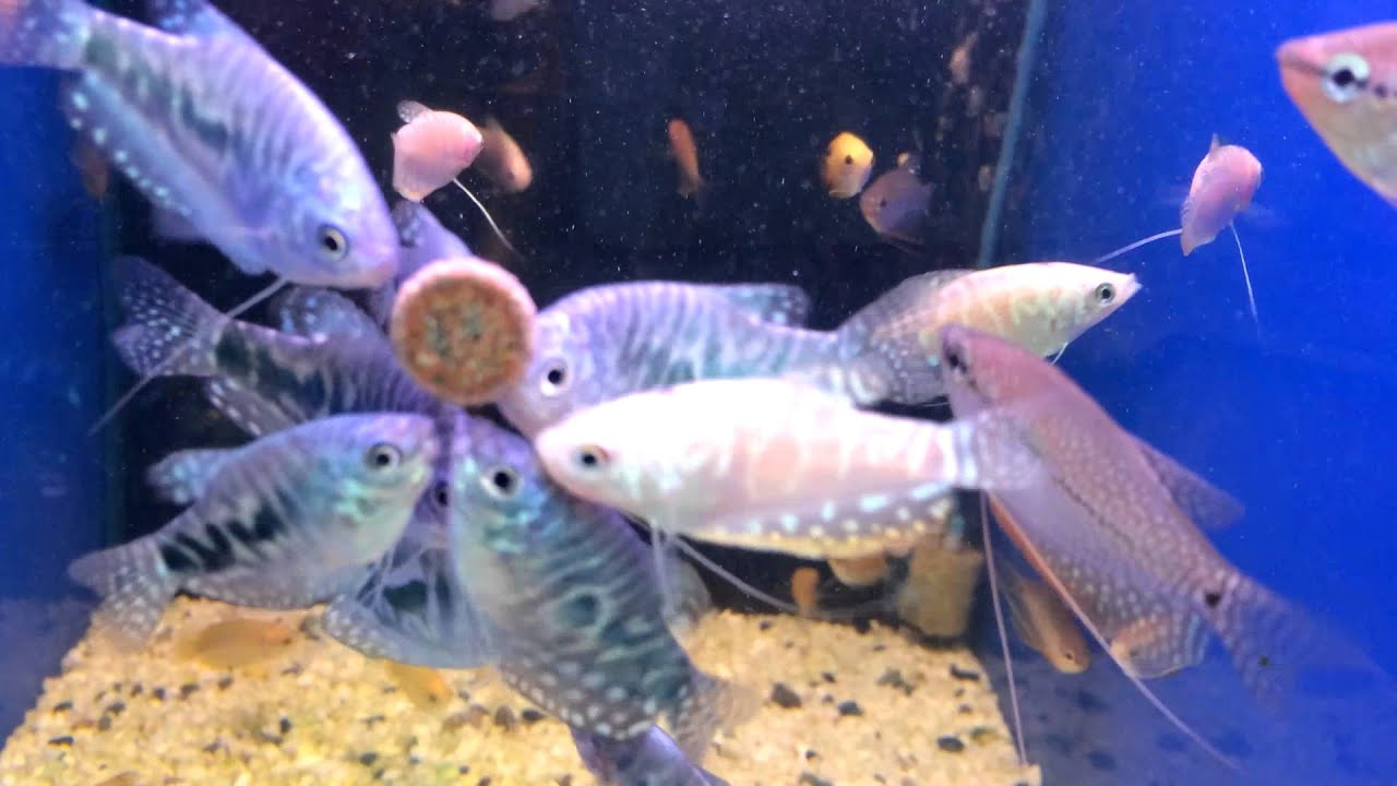 Аквариумная рыбка - гурами мраморный зоомагазин AquaFish