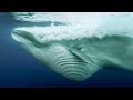 BBC Earth 50 Top Natural History Moments | 20-11