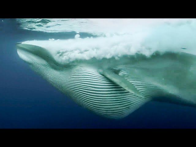 BBC Earth 50 Top Natural History Moments | 20-11 class=