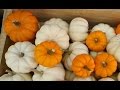 Farmers' Market Tips: Picking the Right Pumpkins for Cooking