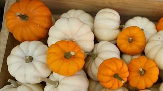 Farmers' Market Tips: Picking the Right Pumpkins for Cooking