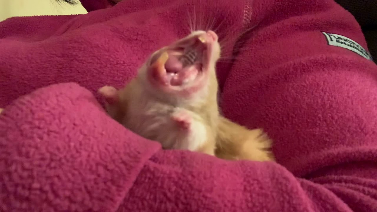 Hamster yawn YouTube