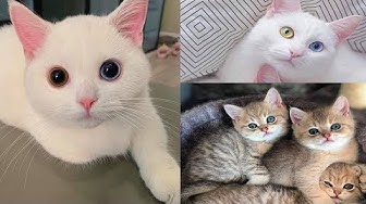 Gambar Kartun Kucing Mengiau