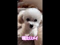 うちの犬たちの不思議な習慣 #shorts