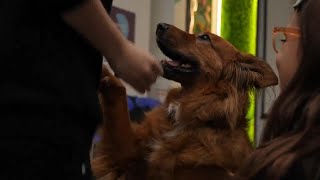Children affected by war in Ukraine find comfort in therapy dogs