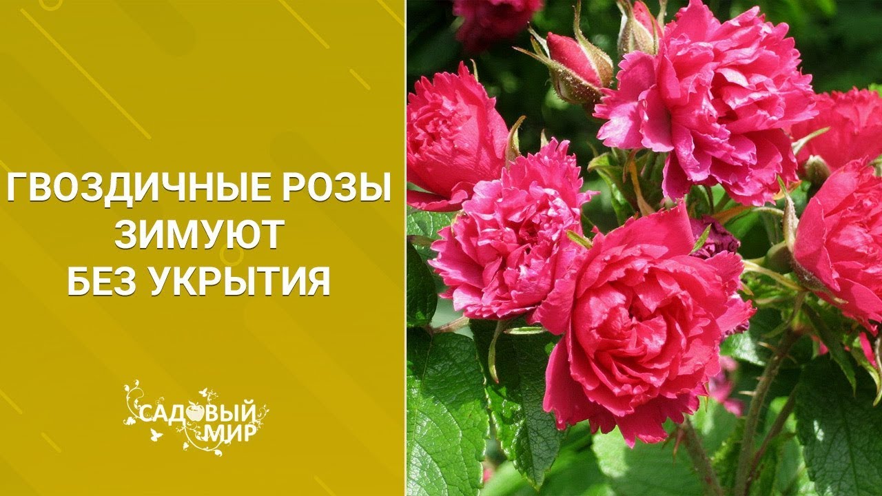 Гвоздичные розы зимуют без укрытия