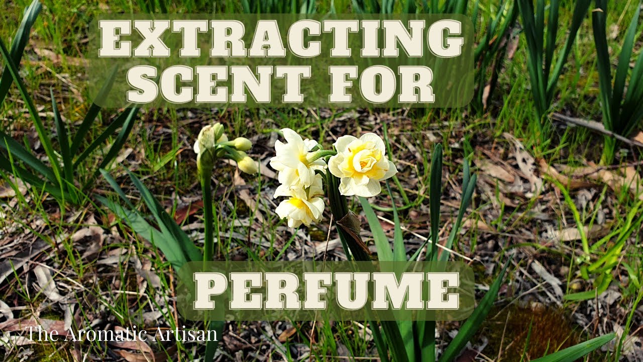 Tincturing Erlicheer Daffodils #notalking