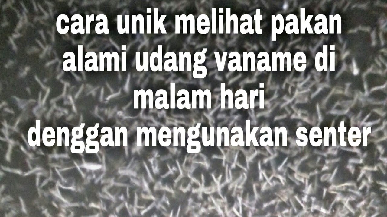 Cara unik melihat pakan alami udang vaname 