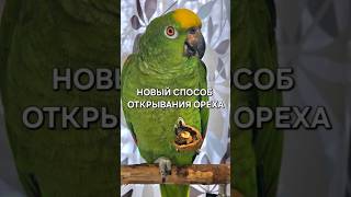 Как вам новый способ чистки ореха?) #parrot #попугай #амазон #домашниеживотные #птицы #birds #love
