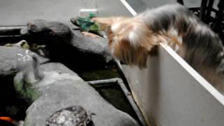 australian silky terrier barking at turtles