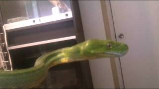 Celebrity Aru Green Tree Python Wealth