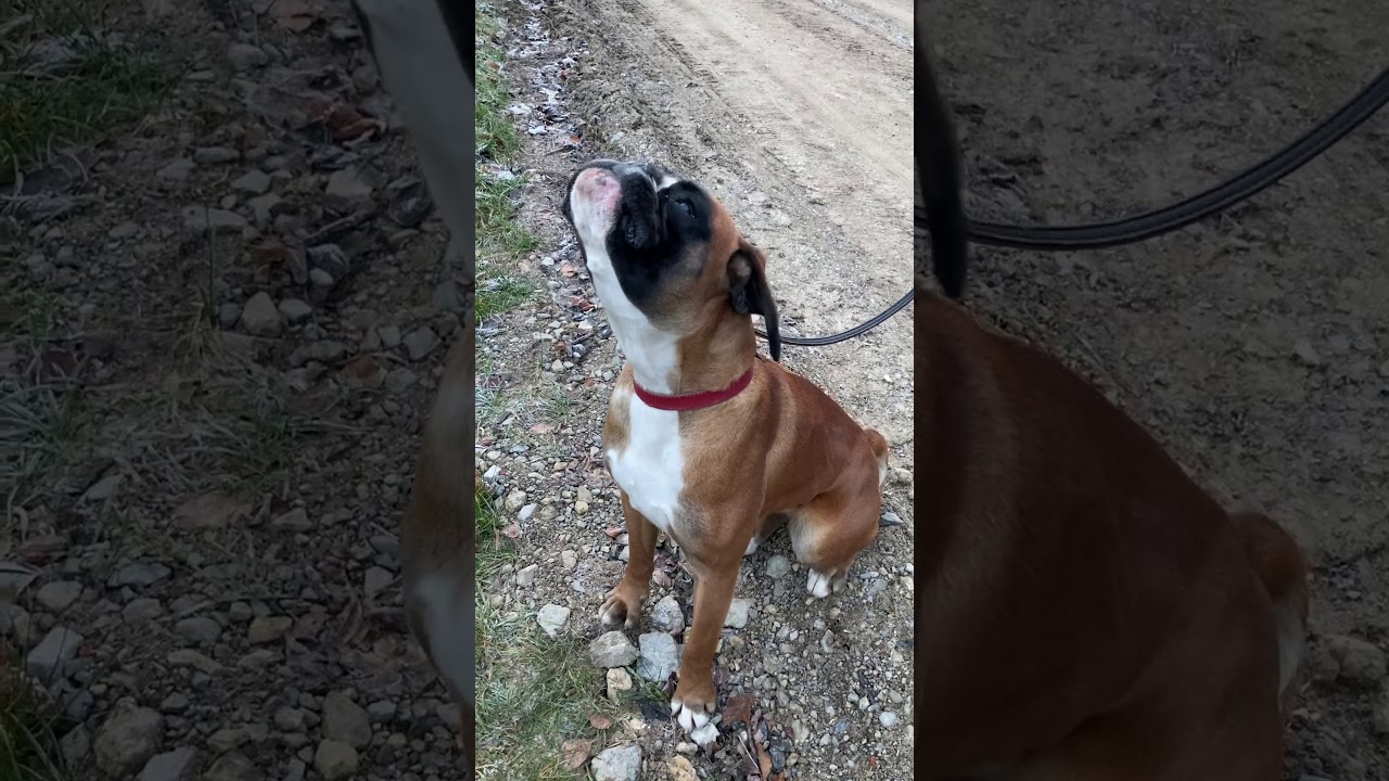 Boxer dog singing along with harmonica