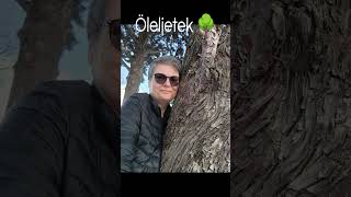 Öleltél már ma fát? Lehet, hogy többet segít rajtad, mint gondolnád. 🌳 🌿