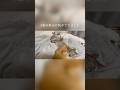 縦列睡眠する猫の親子/疲れが取れる癒しの存在 #猫のいる暮らし #保護猫