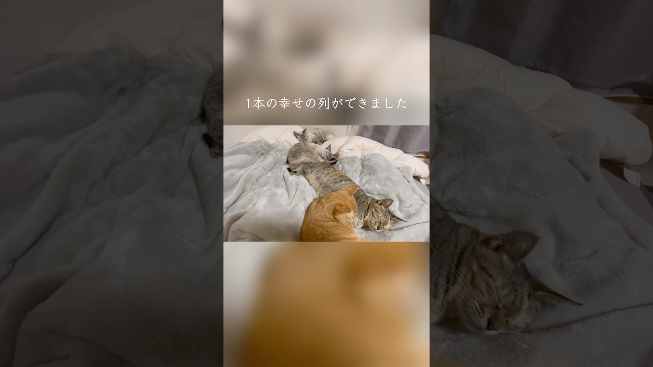 縦列睡眠する猫の親子/疲れが取れる癒しの存在 #猫のいる暮らし #保護猫