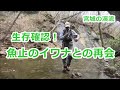 孤高のイワナ２ / ～魚止めのｲﾜﾅとの再会 ｲﾜﾅ34㎝～ / みちのく釣りの旅 ﾌﾗｲﾌｨｯｼﾝｸﾞ渓流釣り(4K) fly fishing