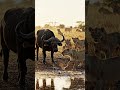 Buffalo vs Lion Pride: One Beast Takes on an Entire Pride wildlife documentary 4k