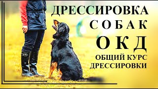 г.Набережные Челны..Дрессировка собак.ОКД. г.Набережные Челны..Дрессировка собак.ОКД.