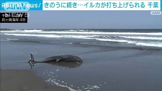 イルカがまた…7頭打ち上げられ4頭死ぬ　千葉県(2023年4月4日)
