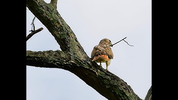 Redtail Hawk building nest