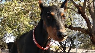 Vlog Update: Outside With My Wolf, Doberman, And Others