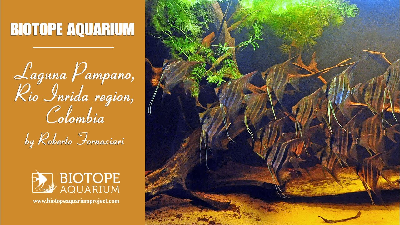 Laguna Pampano, Rio Inrida, Colombia. #BAP2021 ©Roberto Fornaciari