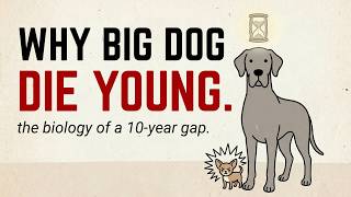 The Tragic Reason Big Dogs Die Young (It Comes Down To One Gene)