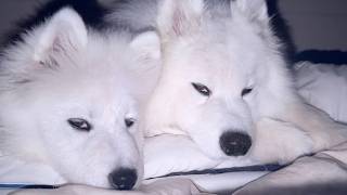 遊び疲れた子犬と先住犬が寄り添ったまま寝落ちしそうになる瞬間がかわいすぎました…