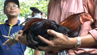 Dato Sri Edmund Langgu Miau Piring di Lumbung Rentap Bukit Sibau 23 July 2011