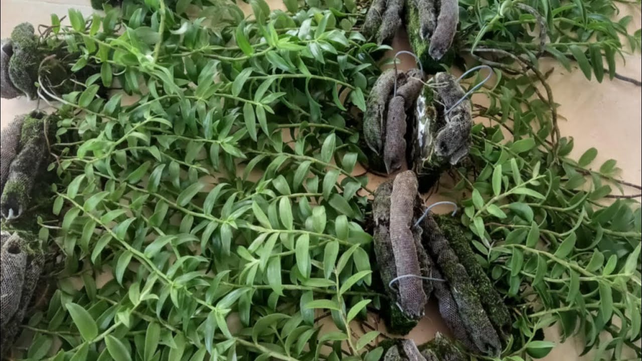 Lan rừng ngày 10/9_0392598516_siêu rẻ đen rô úc thơm và nhiều lan rẻ ...