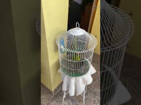 Perico hablando, que