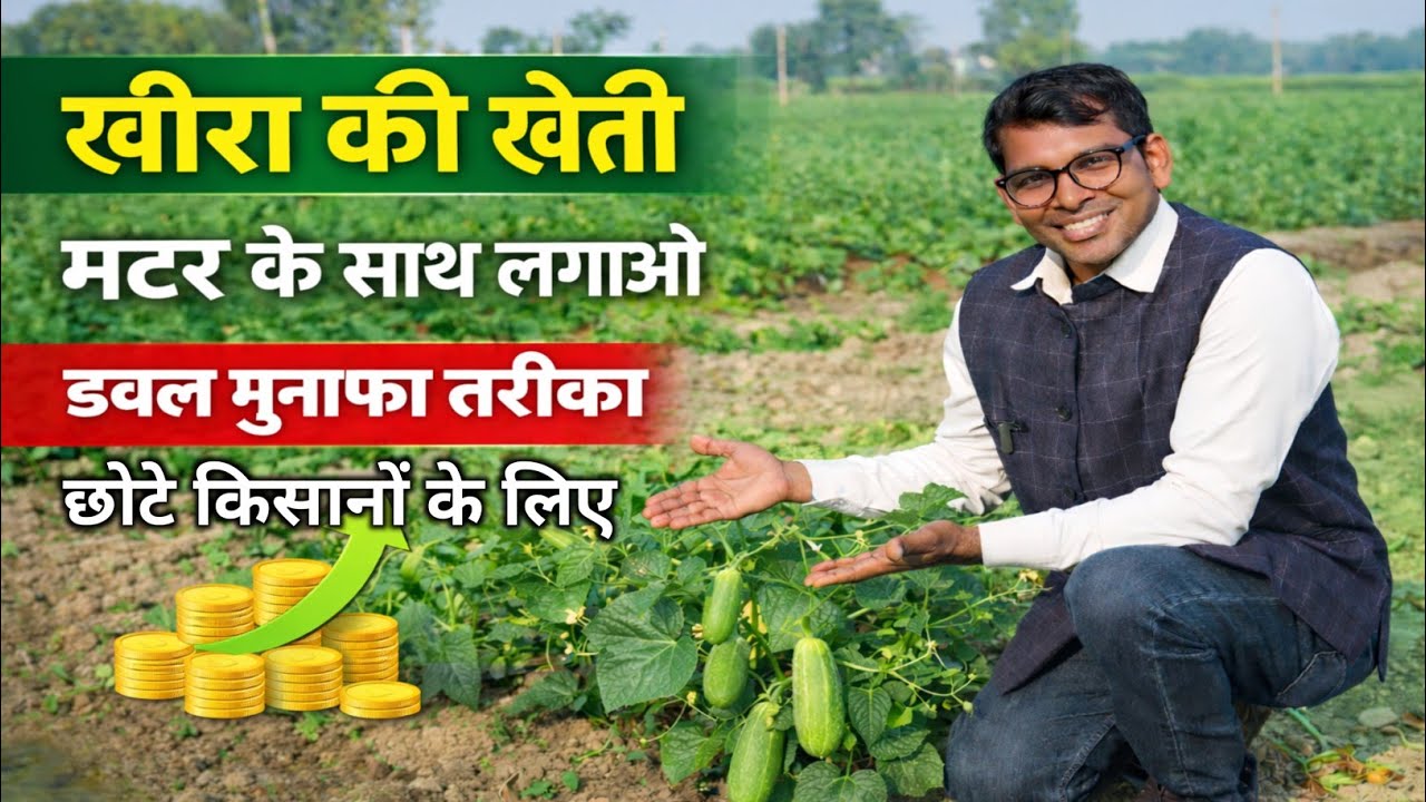 छोटे किसानों के लिए अगैती खेती का तरीका | खीरे की अगैती खेती कैसे करें | अगैती खीरा की खेती 