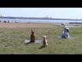 Dog Training EXTRA 6 Dog Training EXTRA 6