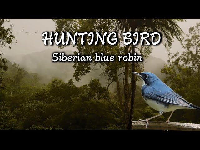 berburu siberian blue robin | burung imigran langka dari negri siberia class=