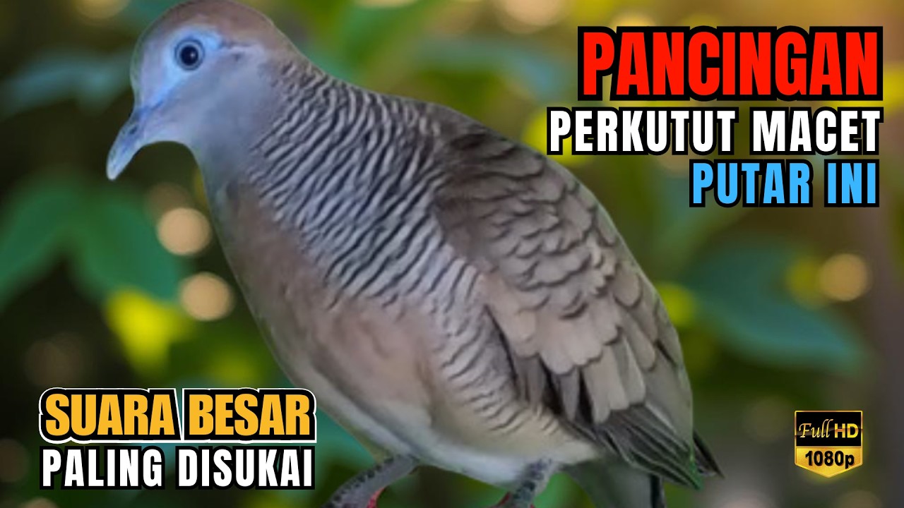 Perkutut Lokal Gacor Suara Kung Besar Paling DiCari | Pancingan Semua Burung Perkutut Agar Bunyi L49