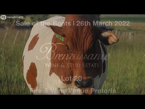 Boran Auction: Churchill x Ginger x Kerneels - Lot 20 at the Sale of the Bonts, 26 March 2022