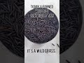 Wild Rice is NOT Rice?! What?
