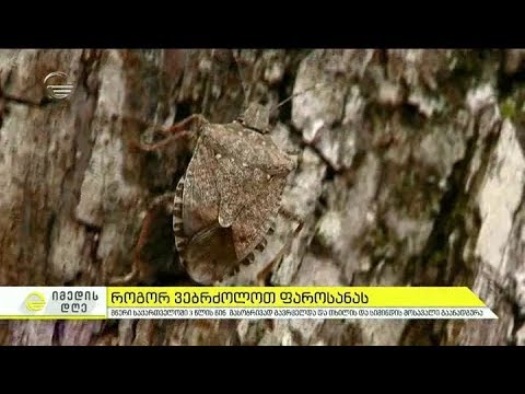 იმედის დღე  - 17 სექტემბერი, 2018 წელი