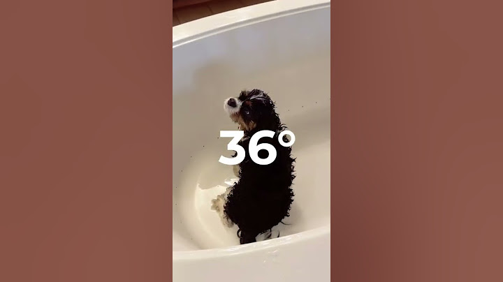 ¿Cuándo bañar a un cachorro por primera vez? Presta atención #cachorro #veterinaria #mascotas