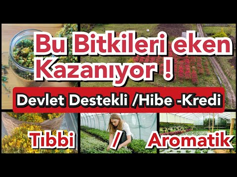 Aktif Hibe (Devlet Desteği) / Düşük faizli kredi programları / Tıbbi Aromatik bitki yetiştiriciliği