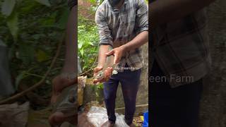 പടതത നനന പടചച വരല കഞഞങങള