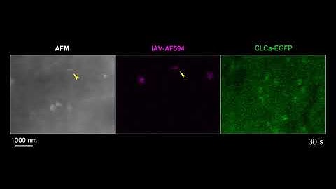 Visualization of flu virus entry into living cells