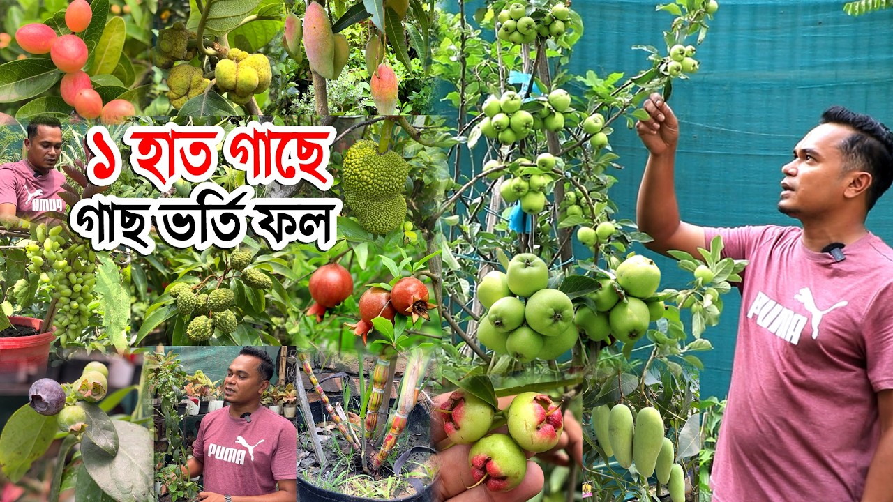 ১ হাত ছোট্ট ছোট্ট গাছে থোকা থোকা ফল ঝুলছে | গাছ ভর্তি ফল সব বাছাই করা ফলের গাছ নার্সারিতে #ফলবাগান