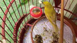 Hoa Quả Tốt Cho Vành Khuyên Và Cách Dùng Cho Từng Thời Điểm - Feed The Birds The Right Fruit | KTB