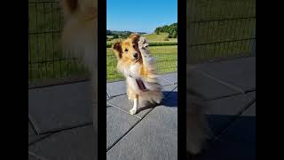 VDH Shelties vom Ponyhügel: Grüße von Ronja (Emmi) in 2022! by Christine Spranger 704 views 1 year ago 2 minutes, 58 seconds